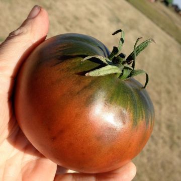 Tomato Cherokee Purple