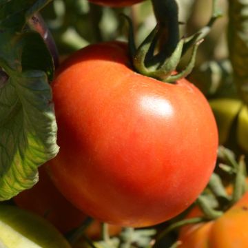 Tomato Grafted Cobra F1 Tomato plants