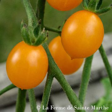 Clementine Organic Cocktail Tomato - Ferme de Sainte Marthe seeds