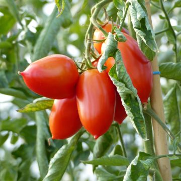 Tomato Colibri F1 GRAFTED plants