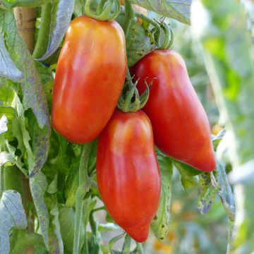 Tomato Andean Horned Plants