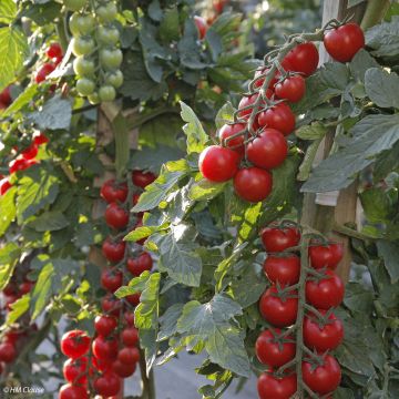 Tomato Crokini F1 Tomato Plants