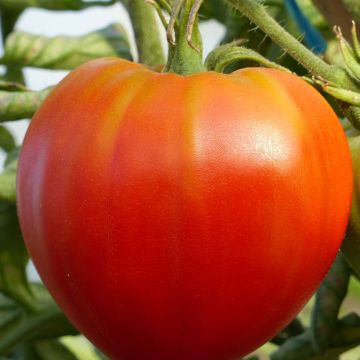 Cuor di Bue Tomato - Organic Beefheart Tomato
