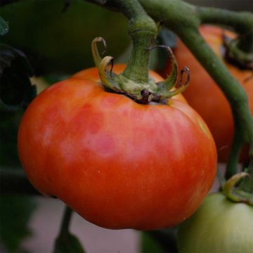 Delicate Organic Tomato - Ferme de Sainte Marthe seeds