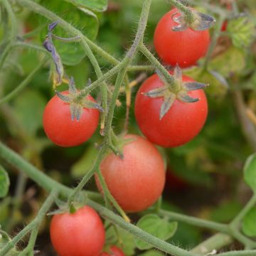 Ditmarscher Suspension Rose Tomato - Ferme de Sainte Marthe seeds