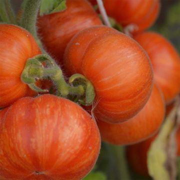 Elberta Peach Organic Tomato - Ferme de Sainte Marthe seeds