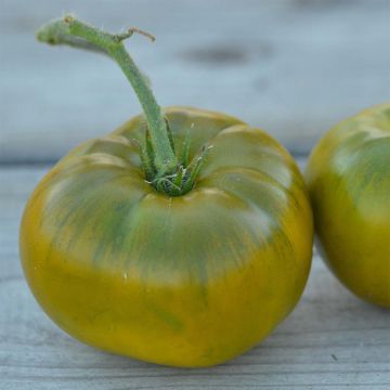 Emerald Evergreen Organic Tomato - Ferme de Sainte Marthe seeds