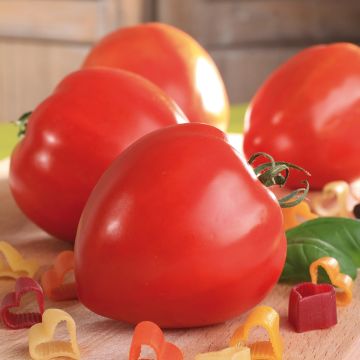 Tomato Fleurette F1