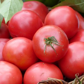 Tomato Fuji Pink F1 Plants