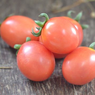 German Lunch Box Organic Tomato - Ferme de Sainte Marthe seeds