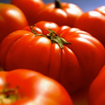 Tomato Gigantomo F1