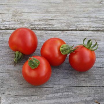 Tomate Gloire de Versailles NT - Ferme de Sainte Marthe