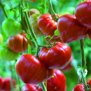 Tomato Gourmandia F1 in Seedlings