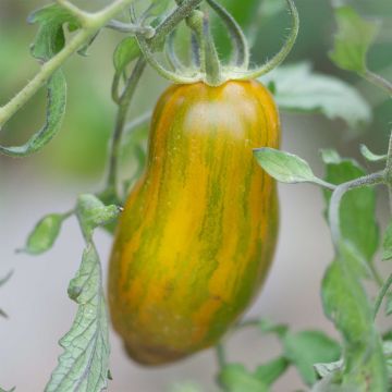 Green Sausage Organic Tomato - Ferme de Sainte Marthe seeds