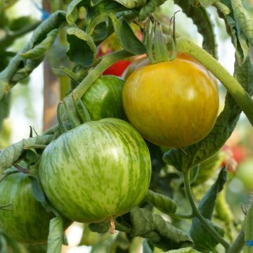 Tomato Green Zebra Tomato in seedlings