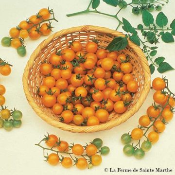 Yellow Currant Organic Tomato - Ferme de Sainte Marthe seeds