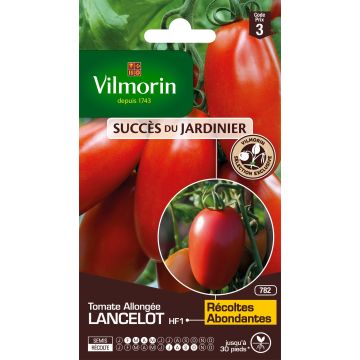 Lancelot F1 Tomato - Vilmorin seeds