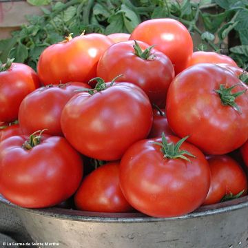 Solanum lycopersicum 'Legend'