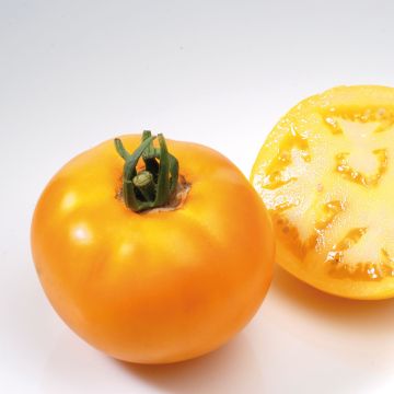 Tomato Lemon Boy F1 Yellow Plants