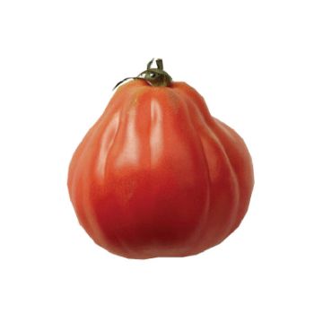 Liguria Tomato