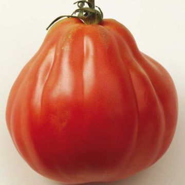 Liguria Untreated Tomato - Ferme de Sainte Marthe seeds