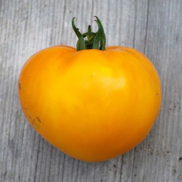 Limmony Organic Tomato - Ferme de Sainte Marthe seeds