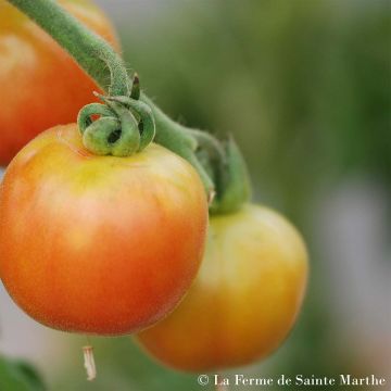 Madagascar Organic Tomato - Ferme de Sainte Marthe seeds