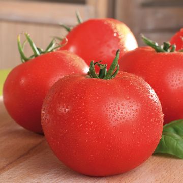 Tomato Maestria F1 Tomato Plants