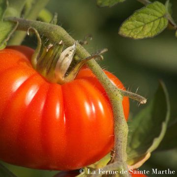 Marmande Organic Tomato - Ferme de Sainte Marthe seeds