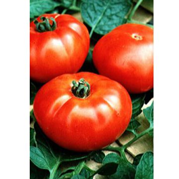 Tomato Marmande