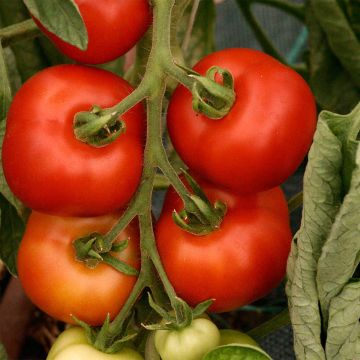 Matina Organic Tomato - Ferme de Sainte Marthe seeds