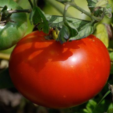 Markets Marvel Organic Tomato - Ferme de Sainte Marthe seeds