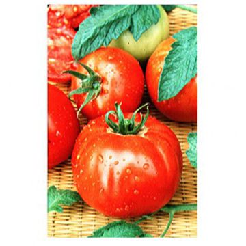 Tomato Merveille des Marchés