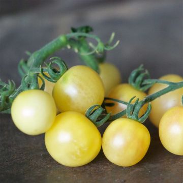 White Mirabelle Organic Tomato - Ferme de Sainte Marthe seeds