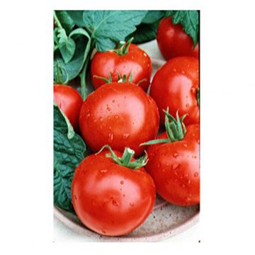 Montfavet 63-5 F1 Tomato