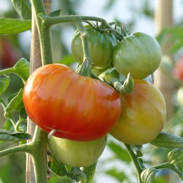 Tomato Montfavet 63-5 F1