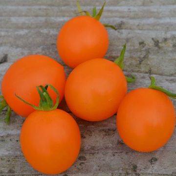 Orange Berry Organic Tomato - Ferme de Sainte Marthe seeds