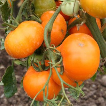 Orange Queen Organic Tomato - Ferme de Sainte Marthe seeds
