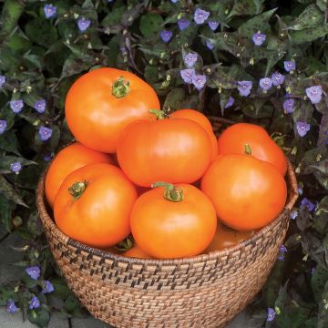 Pineapple Tomato Seeds