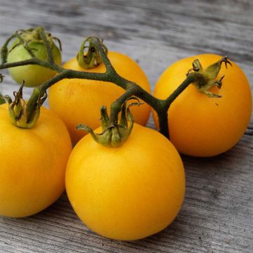 Yellow Peach Organic Tomato - Ferme de Sainte Marthe seeds