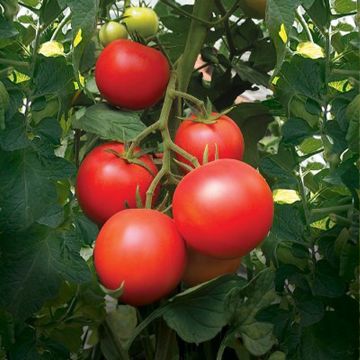 Solanum lycopersicum 'Paoline' F1