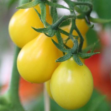 Yellow Pearshaped Organic Tomato - Pear tomato - Ferme de Sainte Marthe seeds