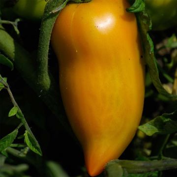 Tomato Yellow Pepper - Ferme de Sainte Marthe seeds