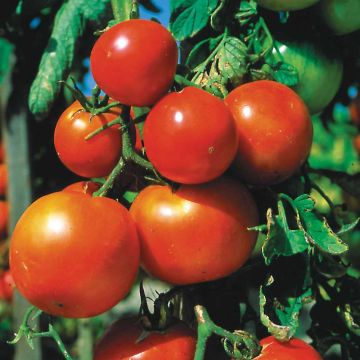 Pomme Rouge Organic Tomato - Ferme de Sainte Marthe seeds