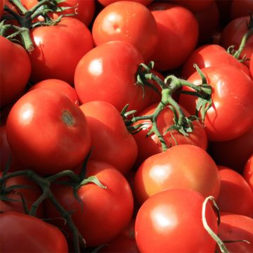 Premio F1 Tomato - Cluster tomato