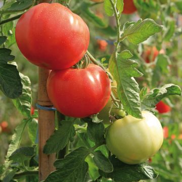 Tomato Previa F1 Plants