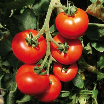 Tomato Previa F1 GRAFTED Plants