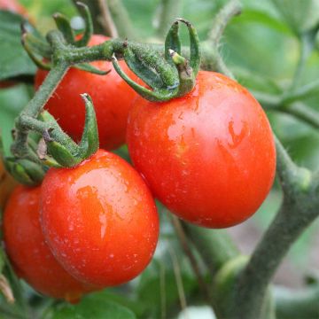 Principe Borghese Organic Tomato - Ferme de Sainte Marthe seeds