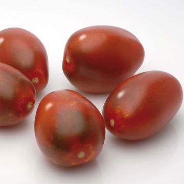 Tomato Black Plum Plants