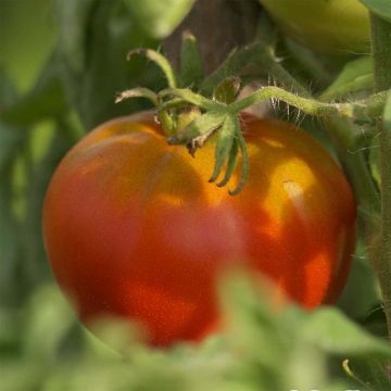 Reine des hâtives Organic Tomato- Ferme de Sainte Marthe seeds